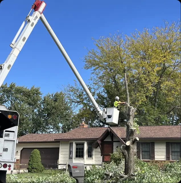 How We Protect and Respect Your Property During Tree Service