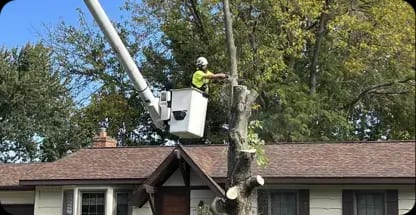 Hazardous tree removal service in Grand Rapids