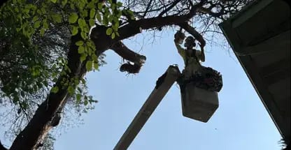 Tree trimming service in Grand Rapids shaping large tree
