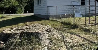 Stump grinding machine removing old tree stump