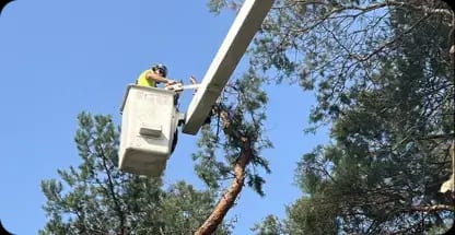 Trimming overgrown shrubs in West Michigan landscape