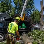 Certified arborist removing an Emerald Ash Borer-damaged ash tree in West Michigan before brittle wood creates a safety hazard.
