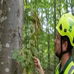 ertified arborist inspecting an American beech tree showing Beech Leaf Disease symptoms in West Michigan.