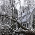 A large fallen tree across a yard and driveway in Holland, Michigan, after a lake-effect storm.